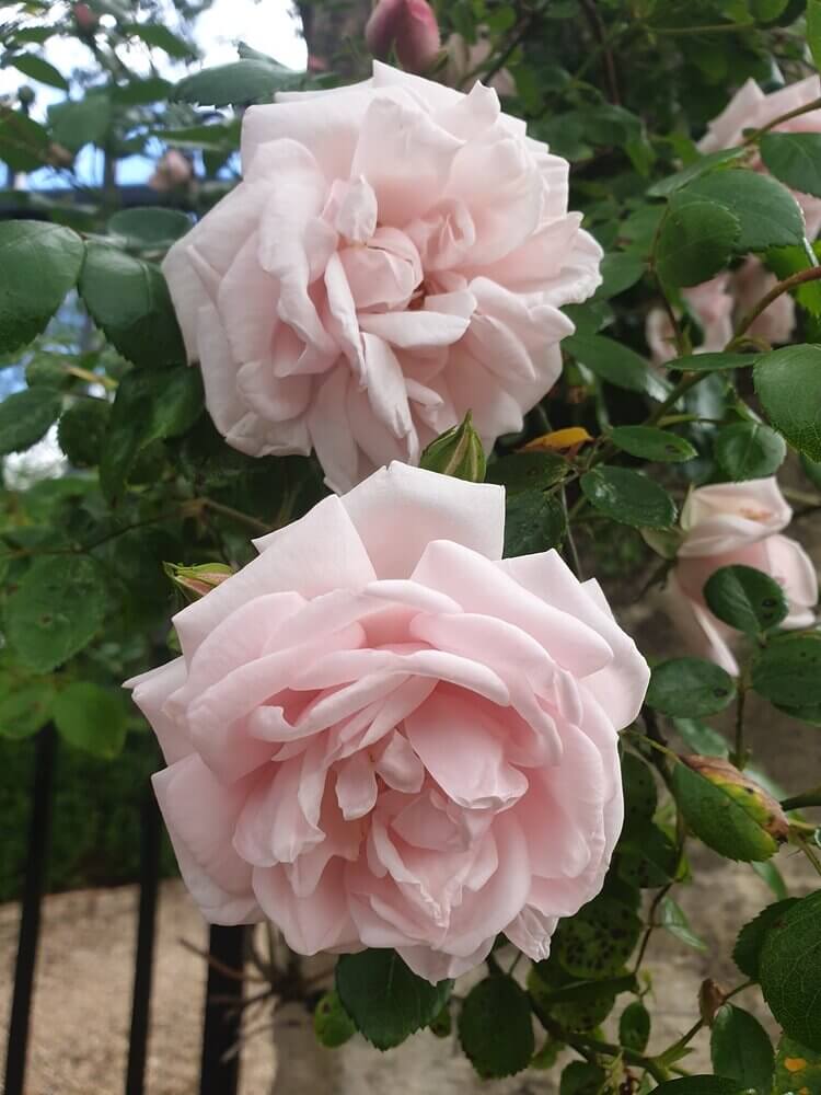 A Trellis of Missouri History: The Pale Pink "Porch Swing" Climbing Roses