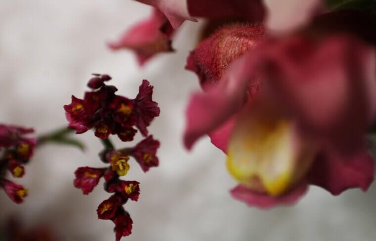 Crimson Memories of Ohio: Aunt Martha’s "Velvet Petal" Snapdragons