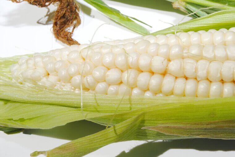 The Shimmering Rows of Iowa: Great-Grandmother’s Secret "Silver Queen" Corn