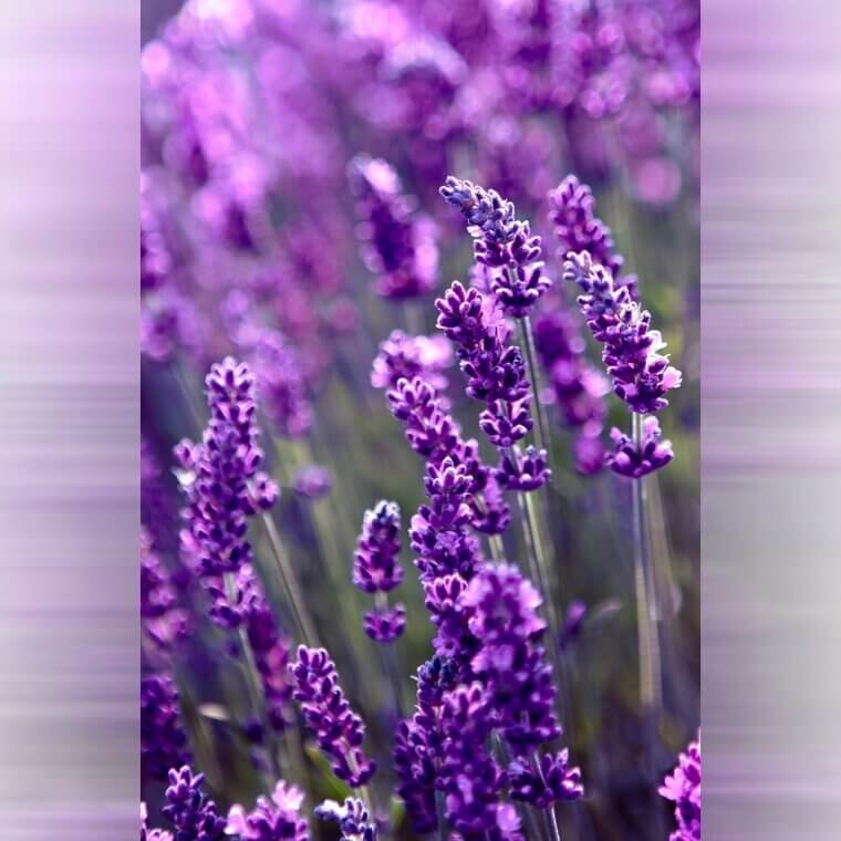 The Hillside Rescue in Virginia: Grandmother Rose’s "Scent of Heaven" Lavender