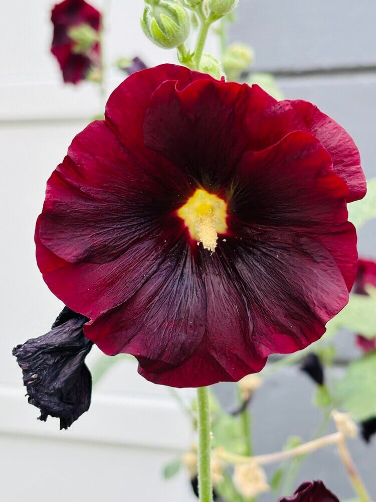 Dolls of the Maryland Brick Walls: The "Cottage Garden" Maroon Hollyhocks