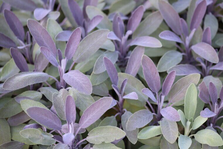 A Third-Generation Arizona Gift: The "Ancestral" Earthy Purple-Spiked Sage