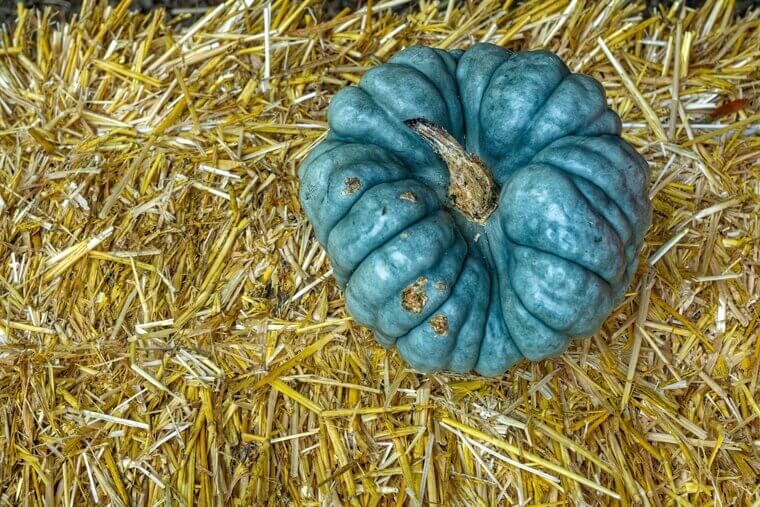The Bumpy Sentinel of Maine: The "Winter Cellar" Blue-Gray Hubbard Squash