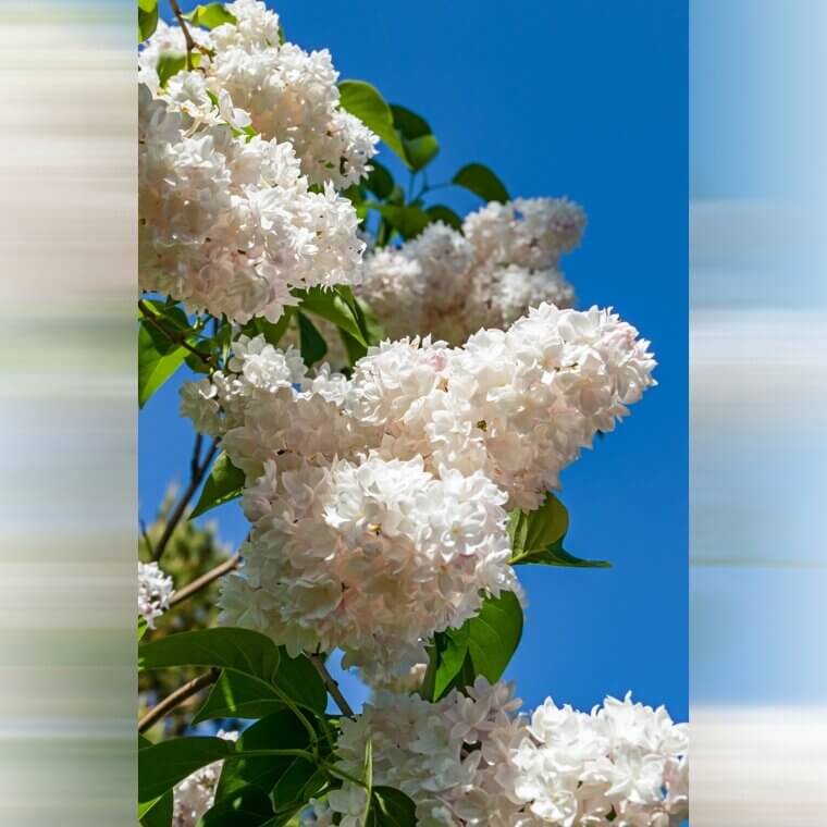 A Centennial Wedding Legacy: The Massachusetts "Anniversary" White Lilacs