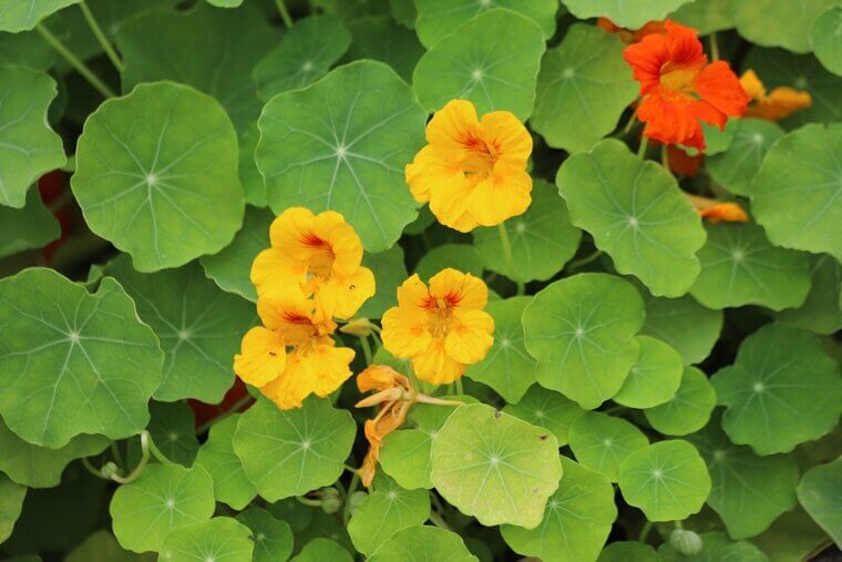Letters From a Chicago Apartment: The "Porch Pot" Edible Peppery Nasturtiums