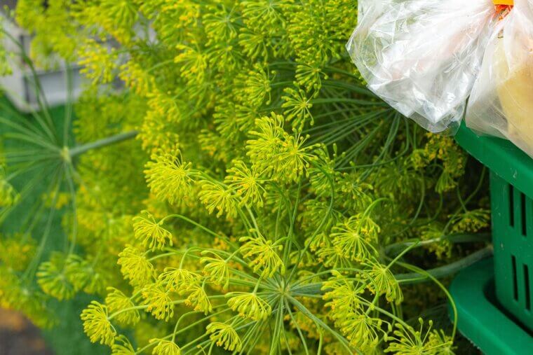 A Nordic Giant in Minnesota: The "Old World" Tall Scandinavian Dill
