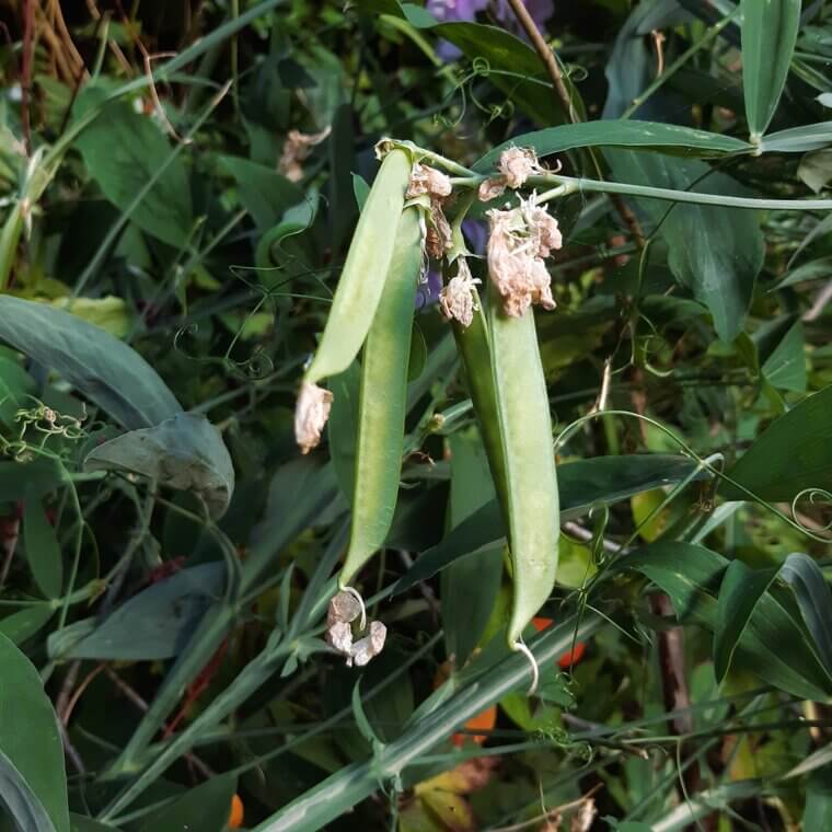 Vermont Linens in the Wind: The "Backyard Fence" Scented Sweet Peas