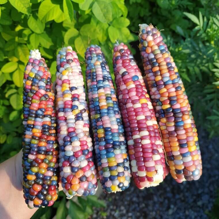 Jewels in a Kentucky Pouch: The "Glass Gem" Rainbow Starlight Beans