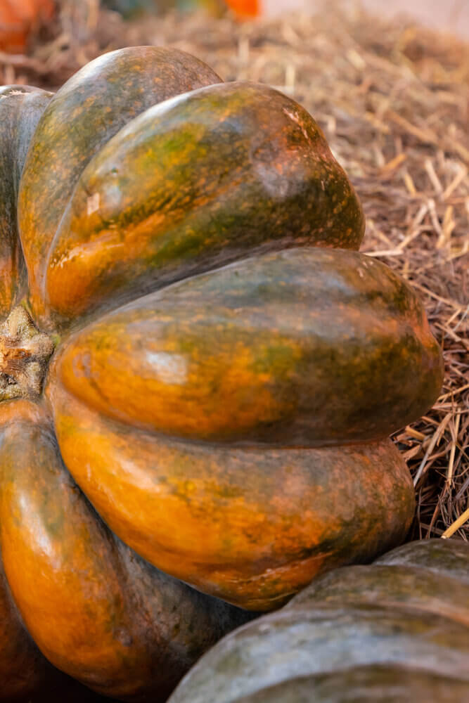Blue-Ribbon Pride of the Illinois Fair: Uncle Ben’s "Giant Ribbed" Pumpkin
