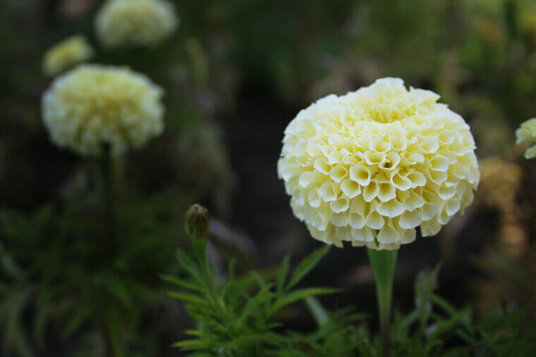 Moonlight Glow in Nebraska: Mama’s Fluffy "Starlight" White Marigolds