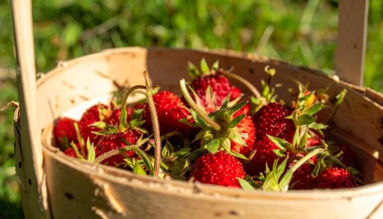 Jewels of the Colorado Meadows: The Tiny "Mountain Top" Wild Strawberries