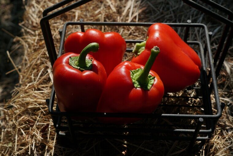 Indiana’s Thick-Walled Giants: Grandpa’s "Iron-Clad" Deep Red Bell Peppers