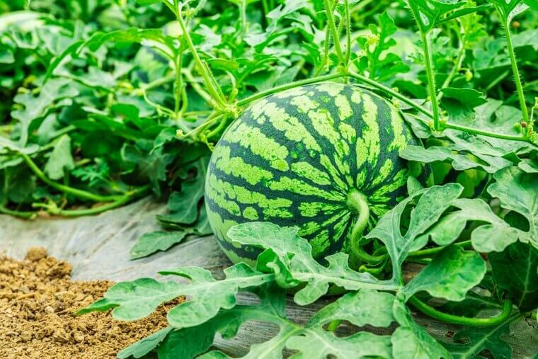 South Carolina Summer Afternoons: The Sweet "Family Reunion" Watermelon