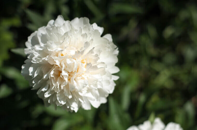Pennsylvania Church Flowers: The "Sunday Best" Fragrant White Peonies
