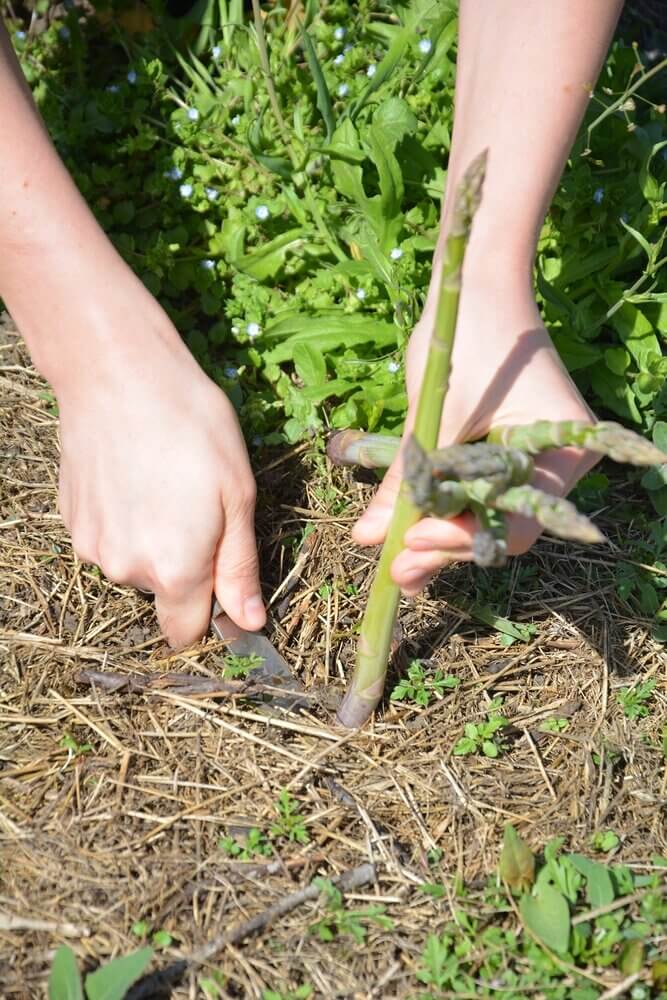 The Desk of the Illinois Homestead: The "Legacy" Thick-Speared Green Asparagus