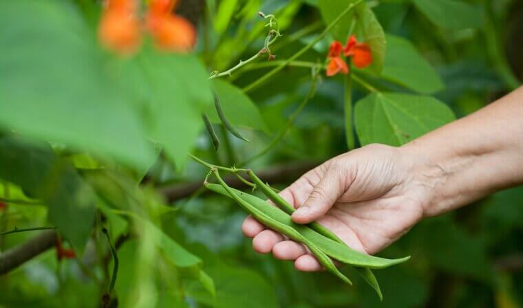 A Masterpiece on a Maine Fence: Great-Aunt Sue’s "Painted Lady" Runner Beans