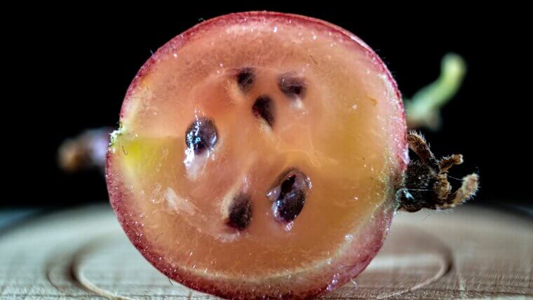 A Connecticut Christmas Secret: The "Secret Patch" Tart Pink Gooseberries