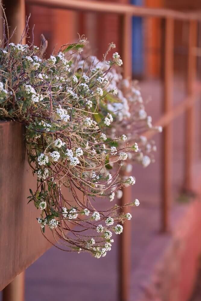 The "Border Fence" Sweet Alyssum