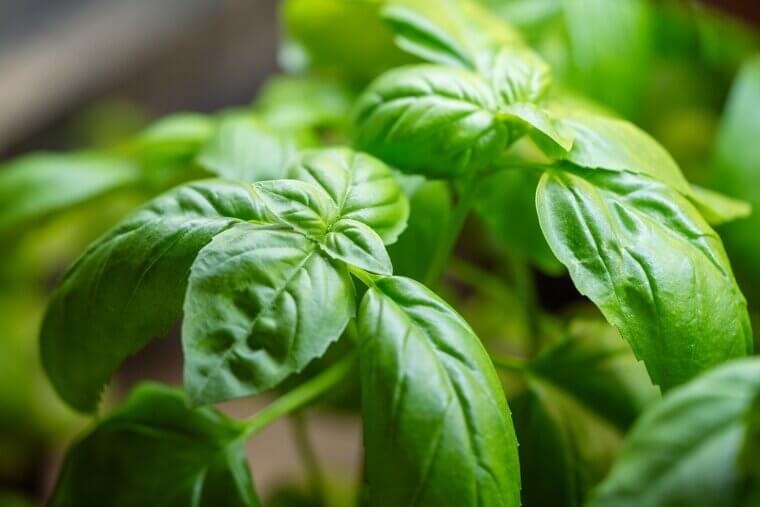 Hidden Gems in a Michigan Attic: The Fragrant "Kitchen Window" Sweet Basil