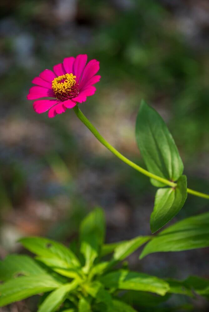 Georgia’s Heat-Defying Rainbow: The "Summer Porch" Long-Stemmed Zinnias