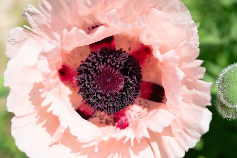 Whispers in the Pennsylvania Wild: Cousin Clara’s "Midnight Lace" Ruffled Poppies