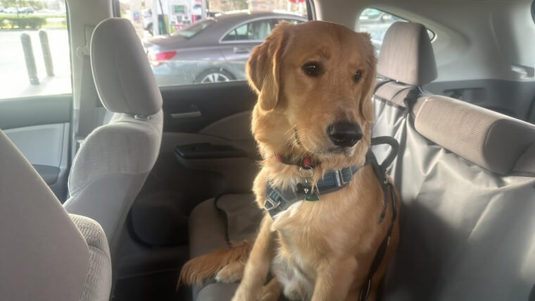 Allowing Pets to Damage the Interior