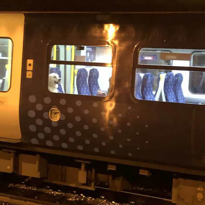 This Pup Is Going Places