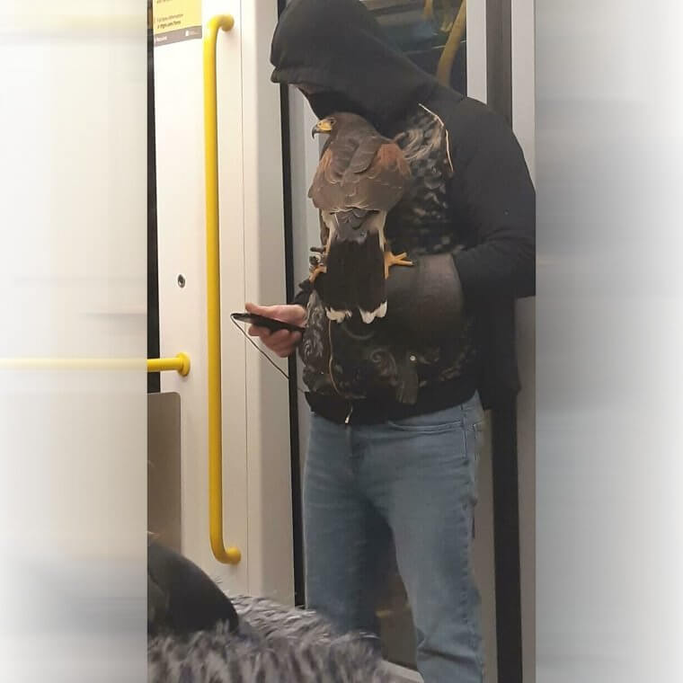 It's A Bird, It's A Plane ... No, It's Definitely A Bird