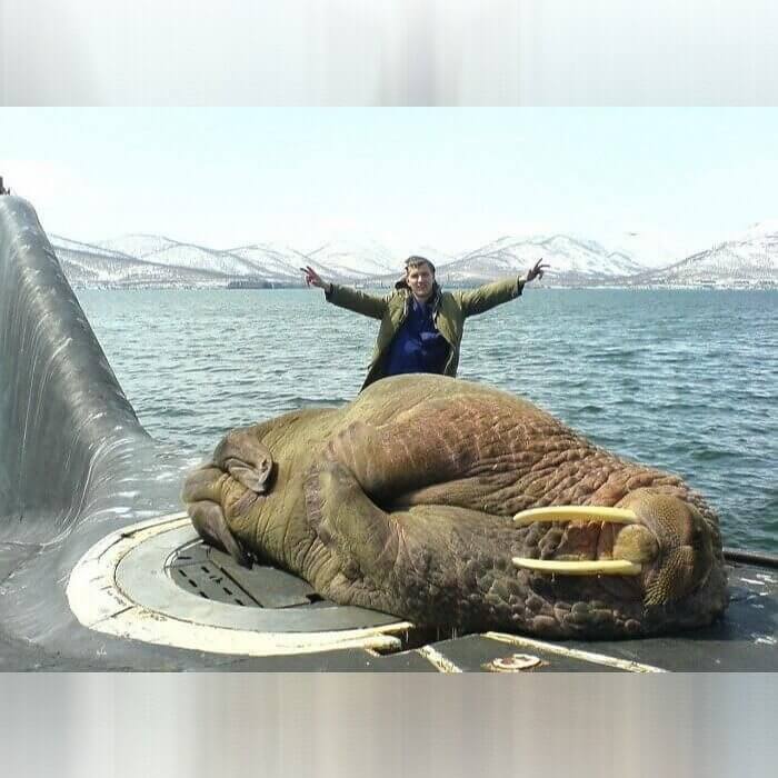 Just a Walrus Taking a Nap on a Submarine