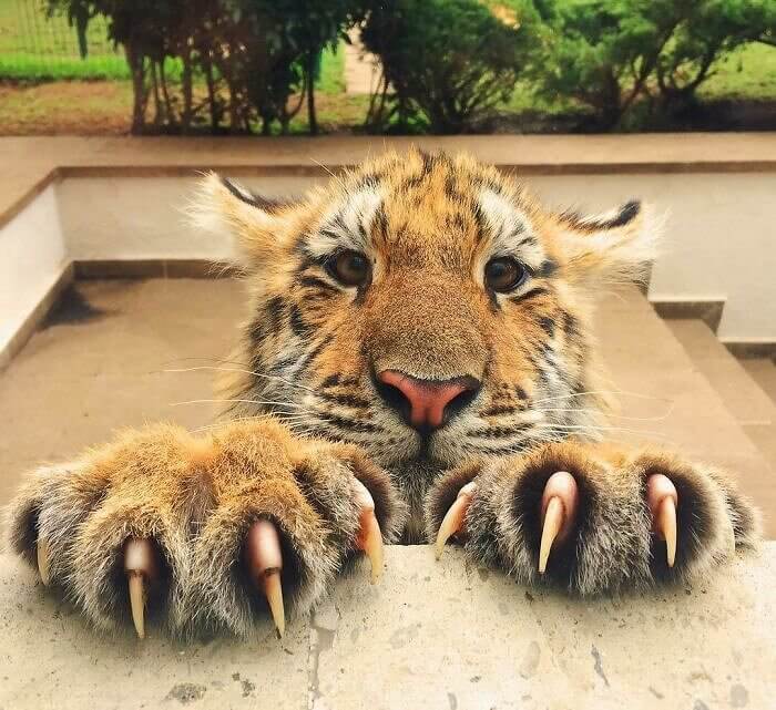 Just a Cute Face and Long Nails