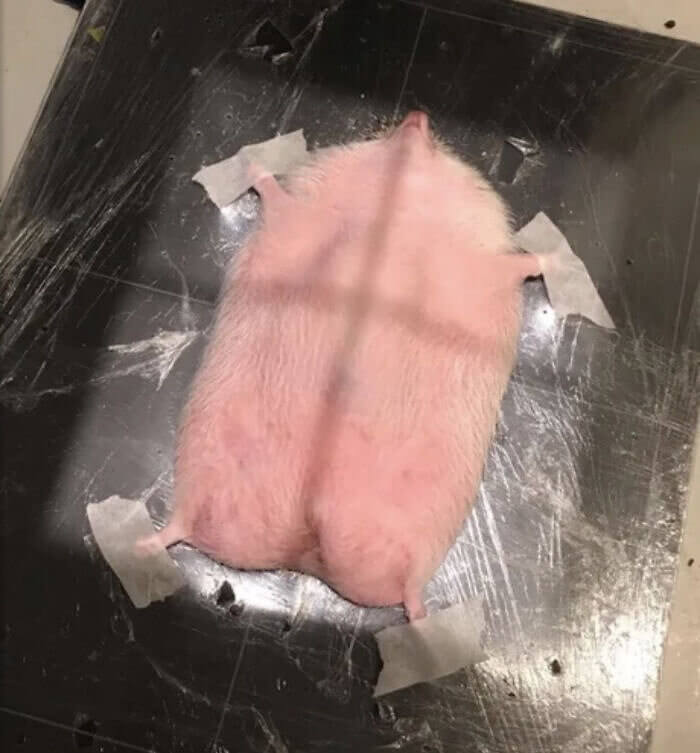 Hot Water Bottle or Hedgehog Getting an X-Ray