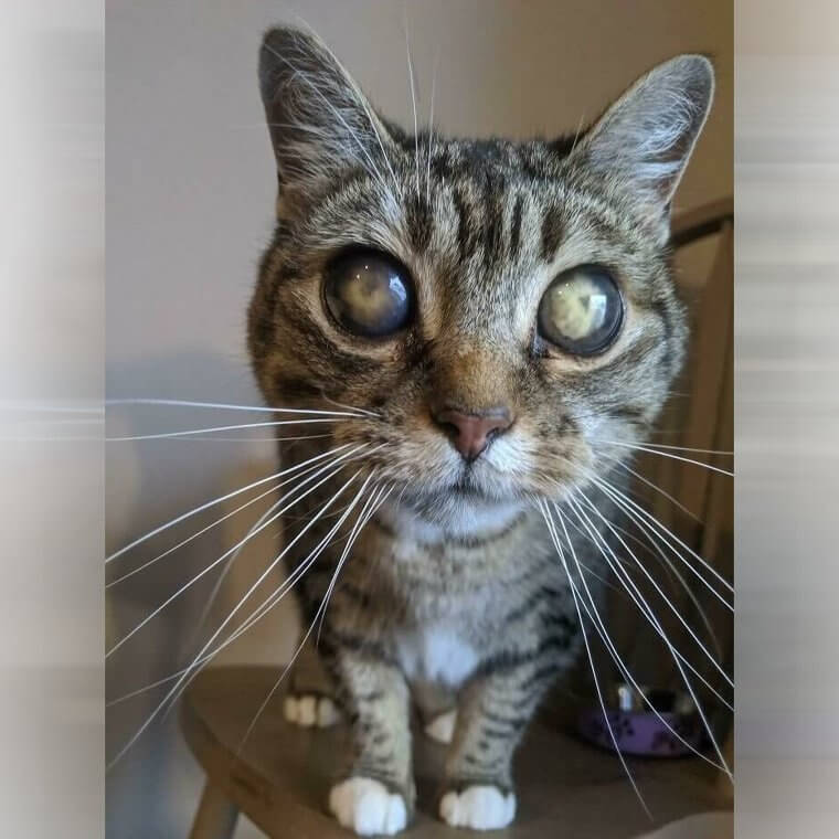 Long Whiskers on a Blind Cat