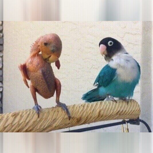 A Featherless Little Birdie