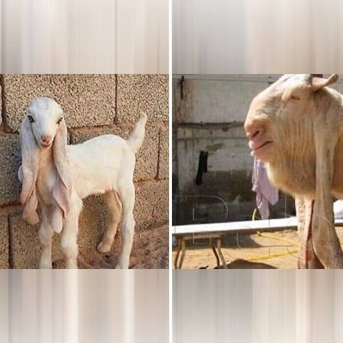 This Goat Has a Glow Down