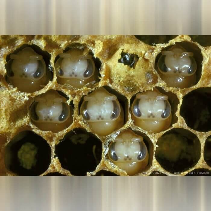 Just a Bunch of Little Bumble Bee Babies
