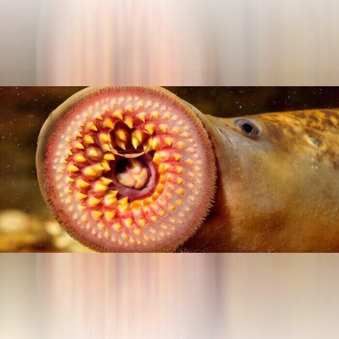 Getting a Kiss From a Lamprey