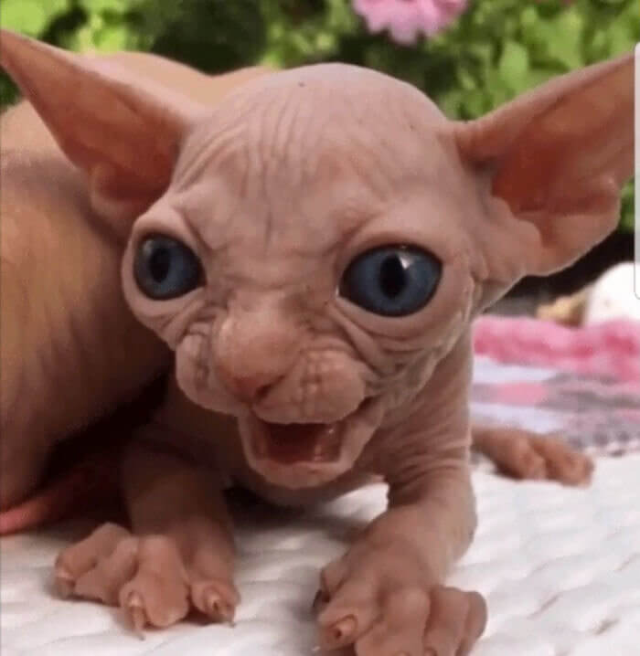 Hairless and Whisker-Less Kitty Cat