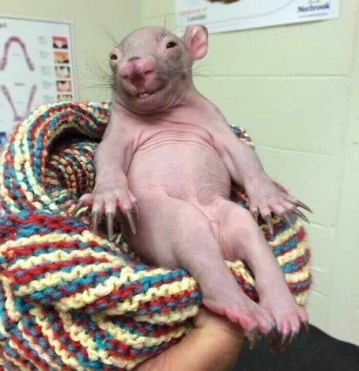 Be Prepared to See a Baby Wombat