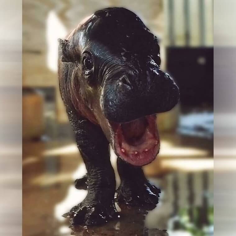 Is It a Pygmy Hippo or a Statue?