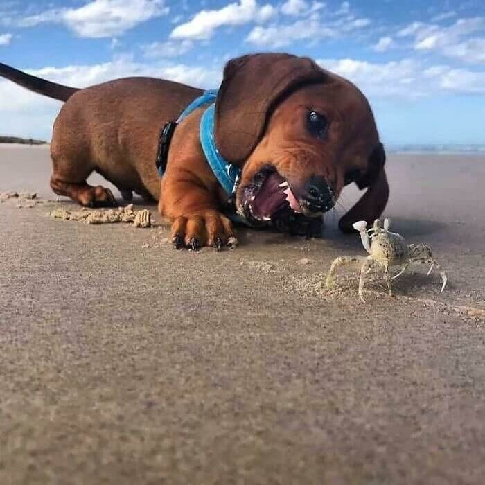 Dog Versus Crab at the Beach