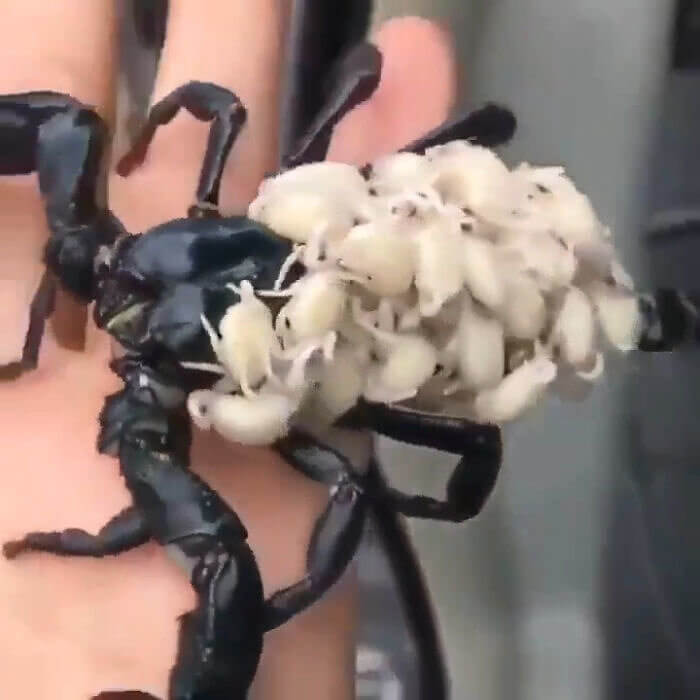 A Scorpion and All of Her Babies on Her Back