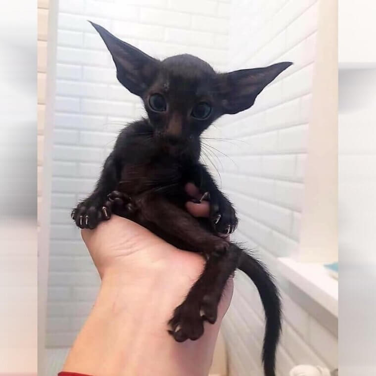 Is It a Bat or a Cat?