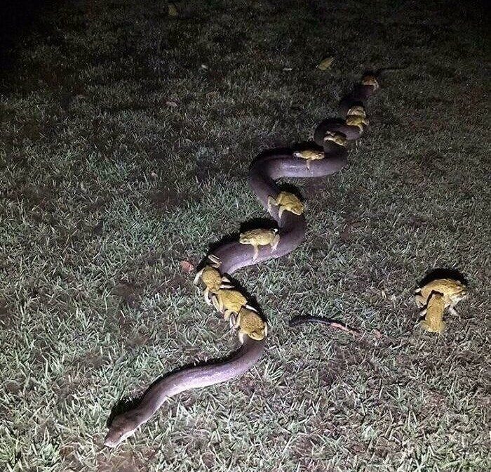 Just Some Toads Hitching a Ride on the Snake Train