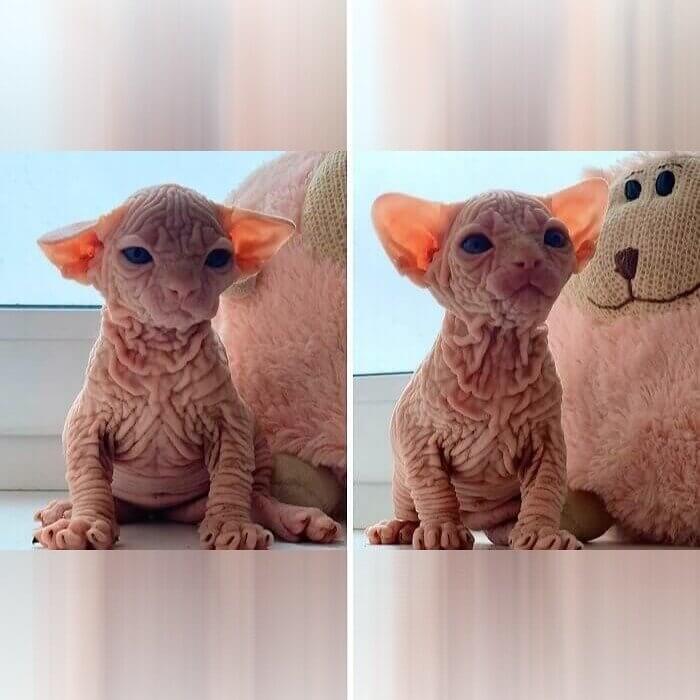 The Wrinkliest Cat on Earth