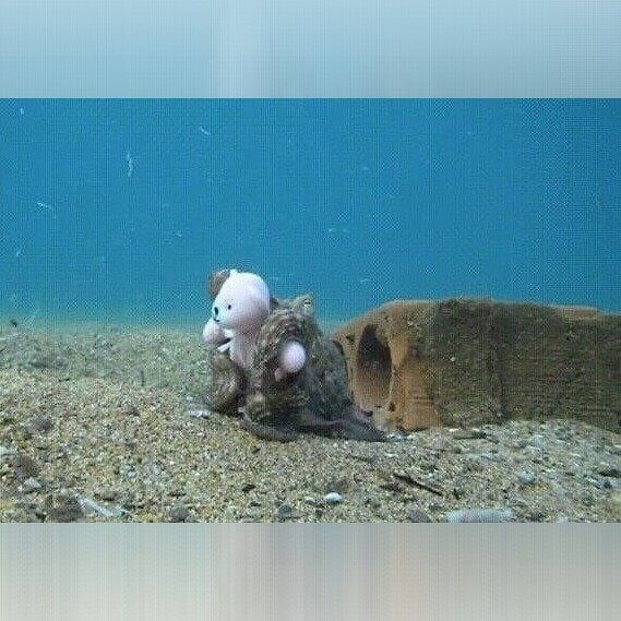 A Love Story Between a Teddy Bear and an Octopus
