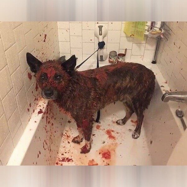 What Skunk Spray Can Do to a Dog