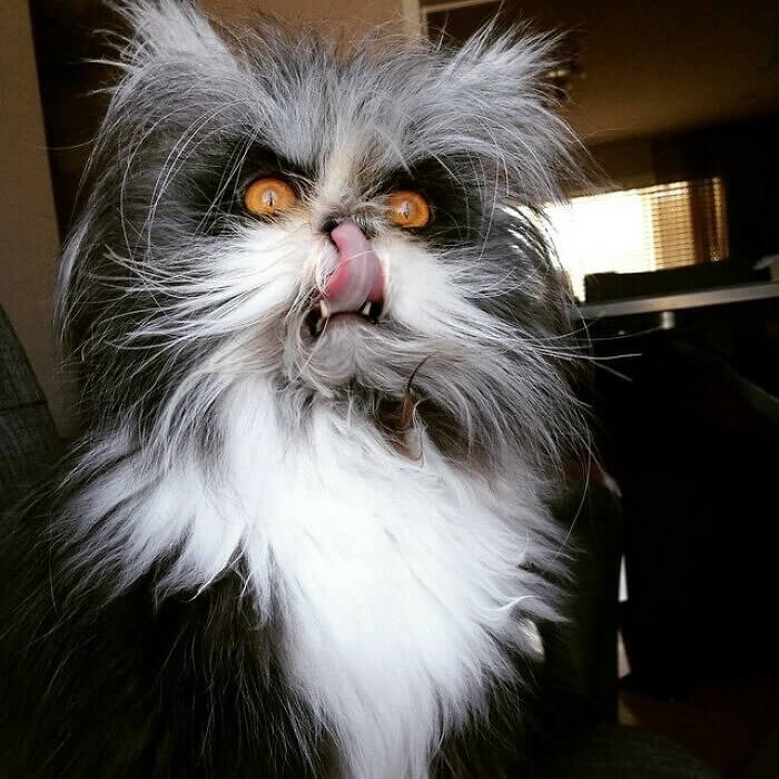 The Persian Cat With Werewolf Syndrome