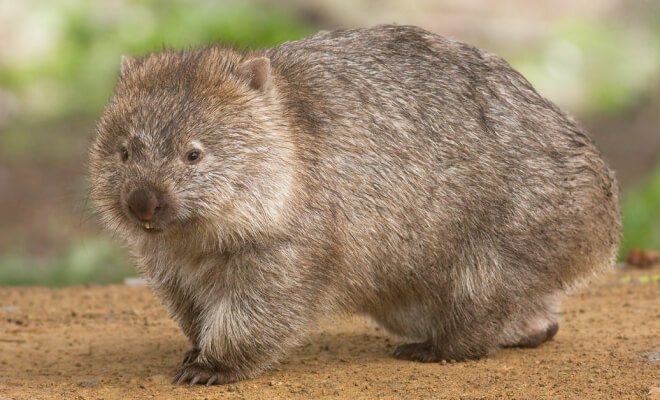 Animal Photos That Only Seem Cute at First