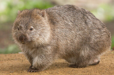 Animal Photos That Only Seem Cute at First