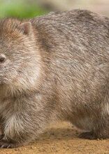 Animal Photos That Only Seem Cute at First